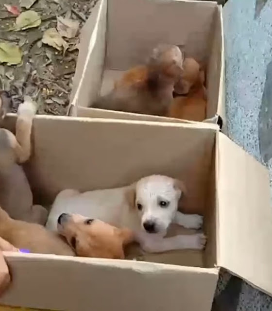 Heartbreaking Call: Vulnerable Mother Canine in Distress, Unable to Stand Up, Appeals for Help to Safeguard Her Precious Pups.